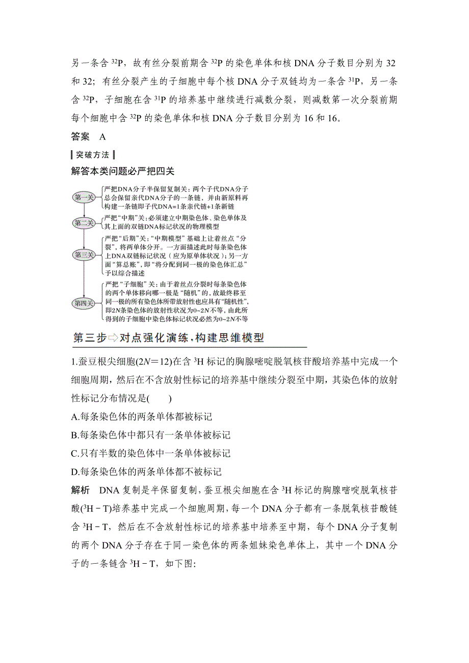 补上一课3细胞分裂过程中的同位素标记问题.do_第3页