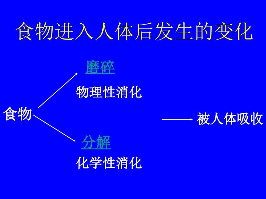 食物消化吸收的过程_第5页