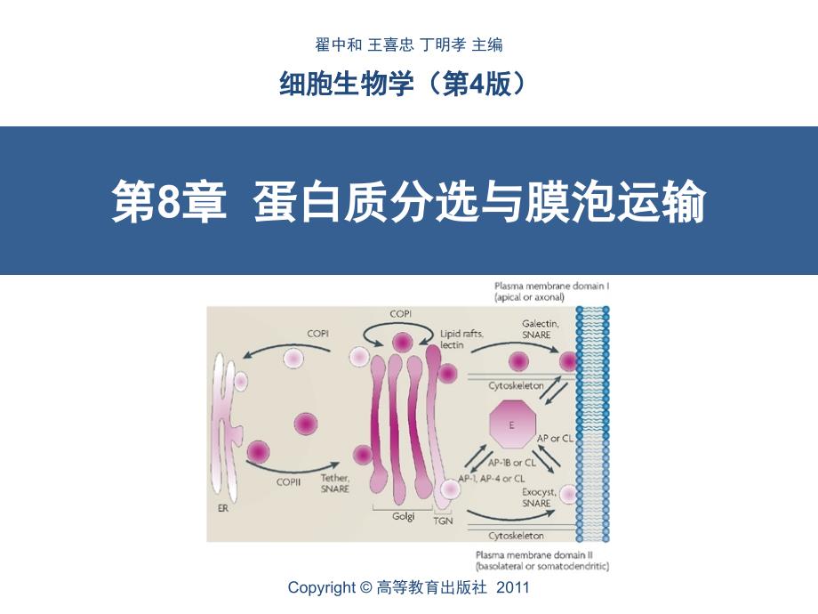 第8章蛋白质分选与膜泡运输ppt课件_第1页