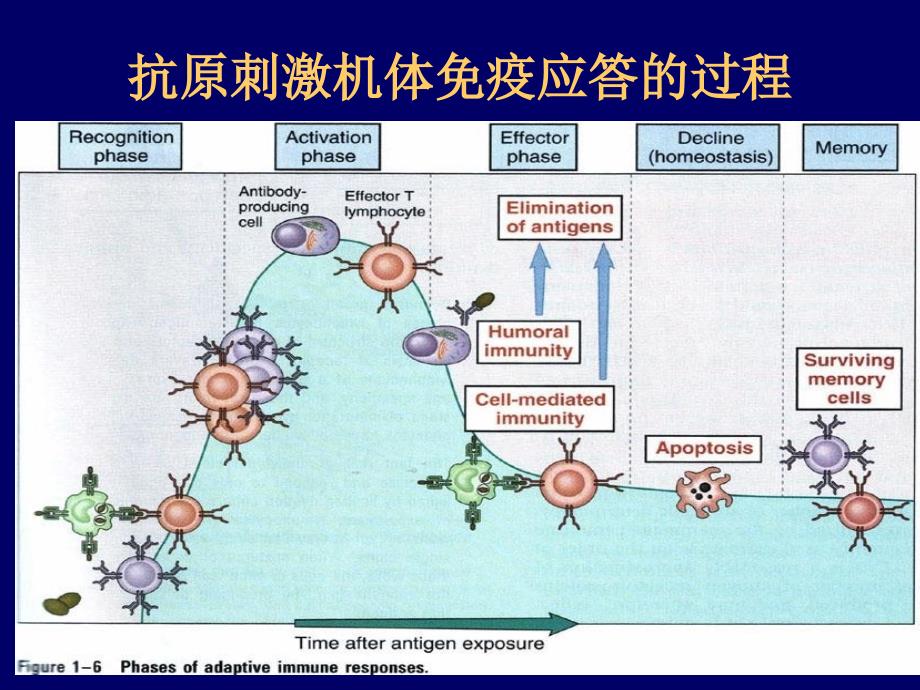 抗原和抗原提呈_第3页