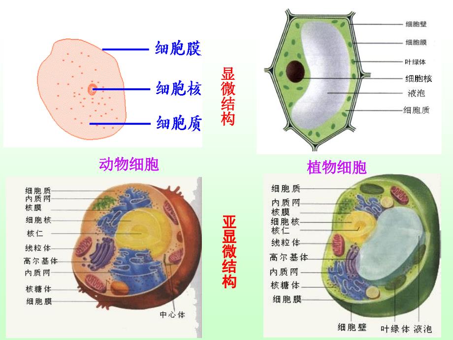 细胞的类型和细胞膜的结构课件_第3页