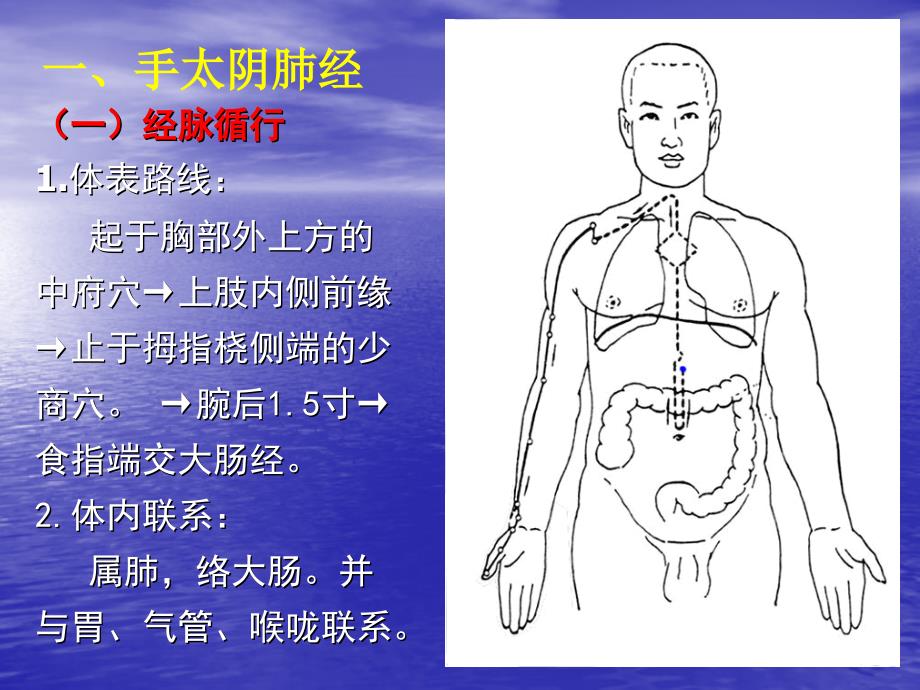 十四经脉和常用穴课件_第2页