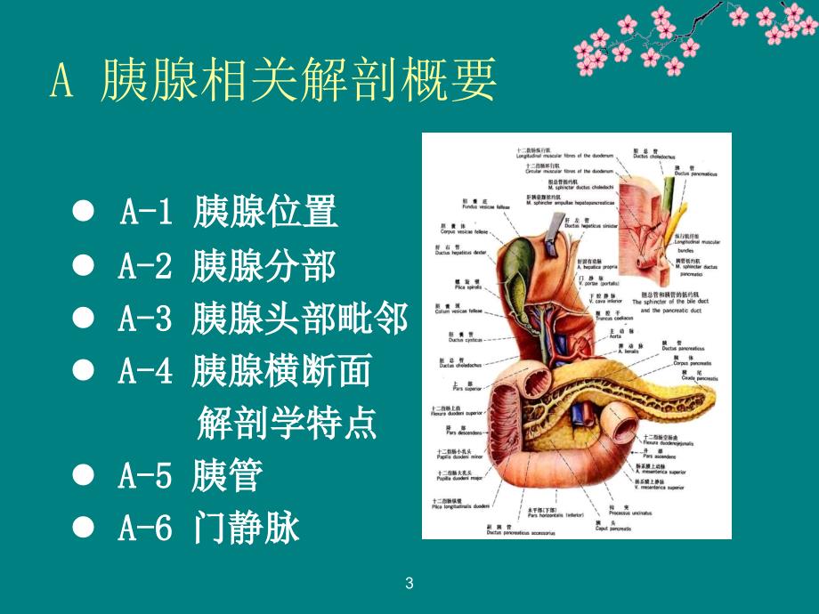 胰头癌影像学表现ppt课件_第3页