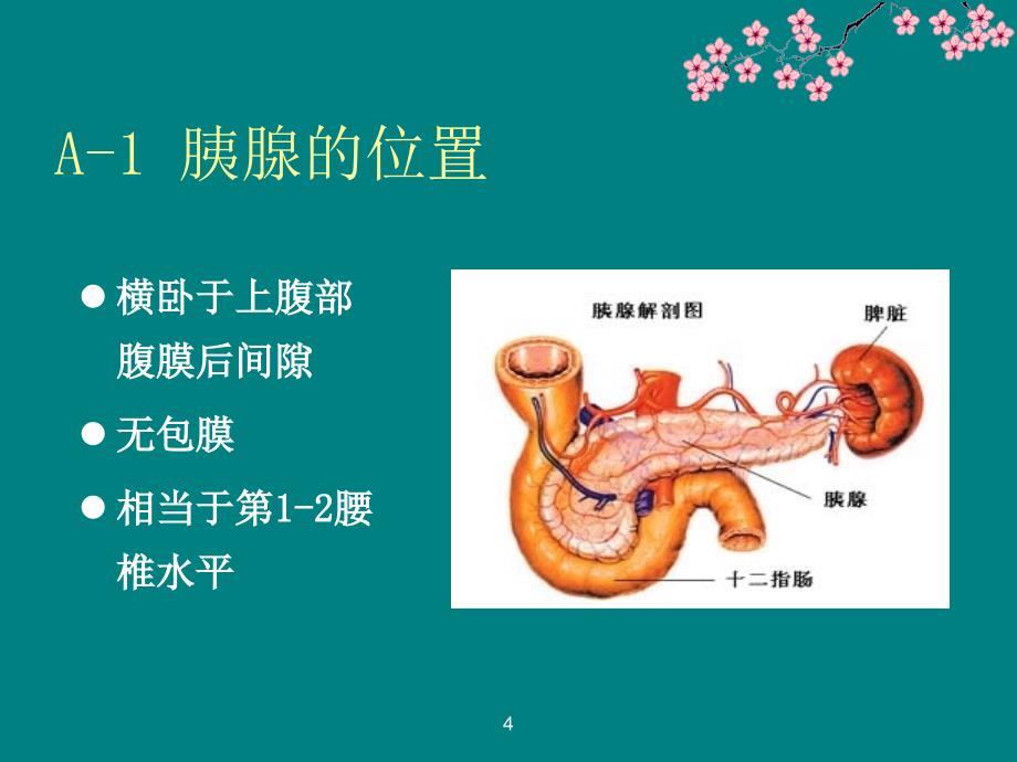 胰头癌影像学表现ppt课件_第4页