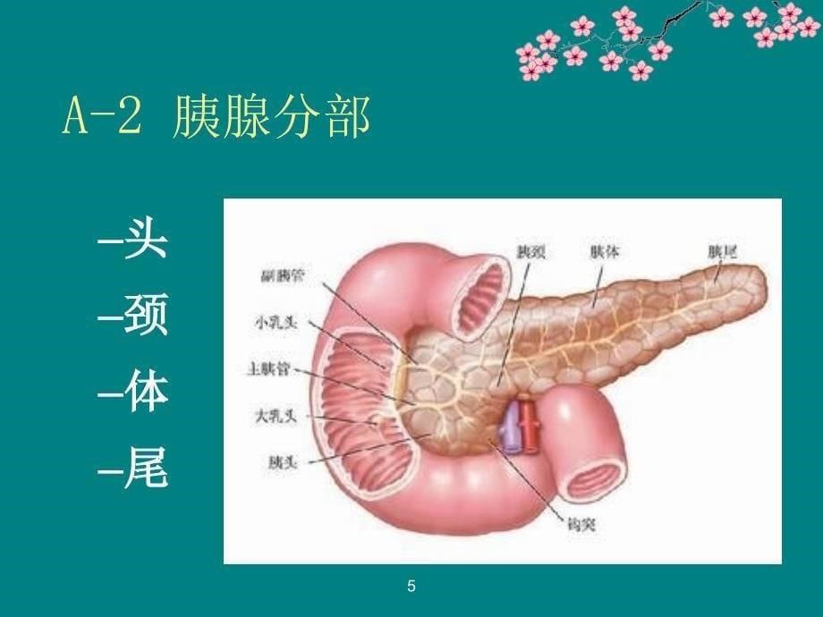 胰头癌影像学表现ppt课件_第5页