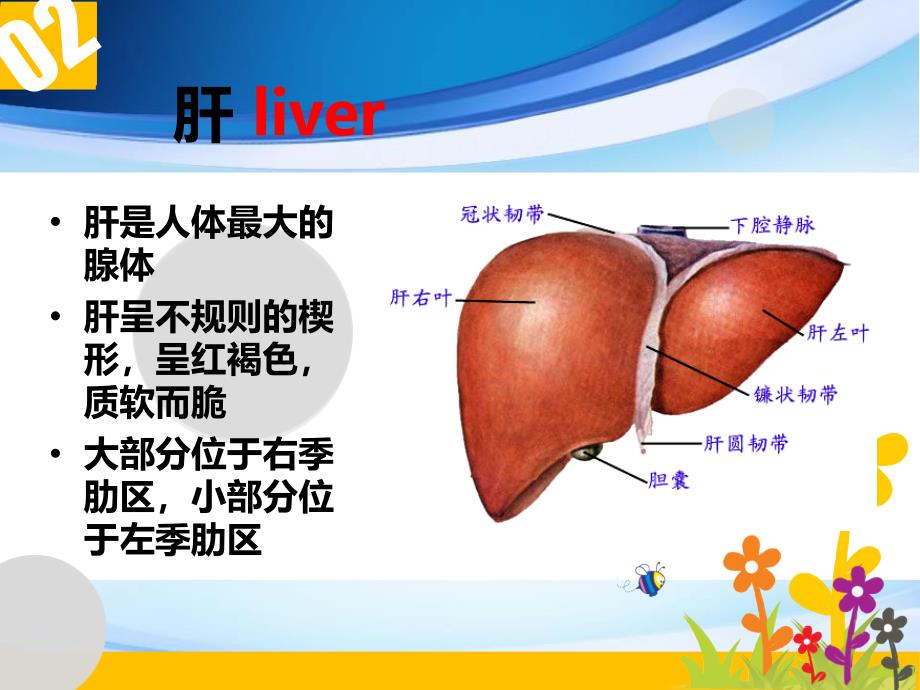 肝的组织结构和功能共38页_第2页