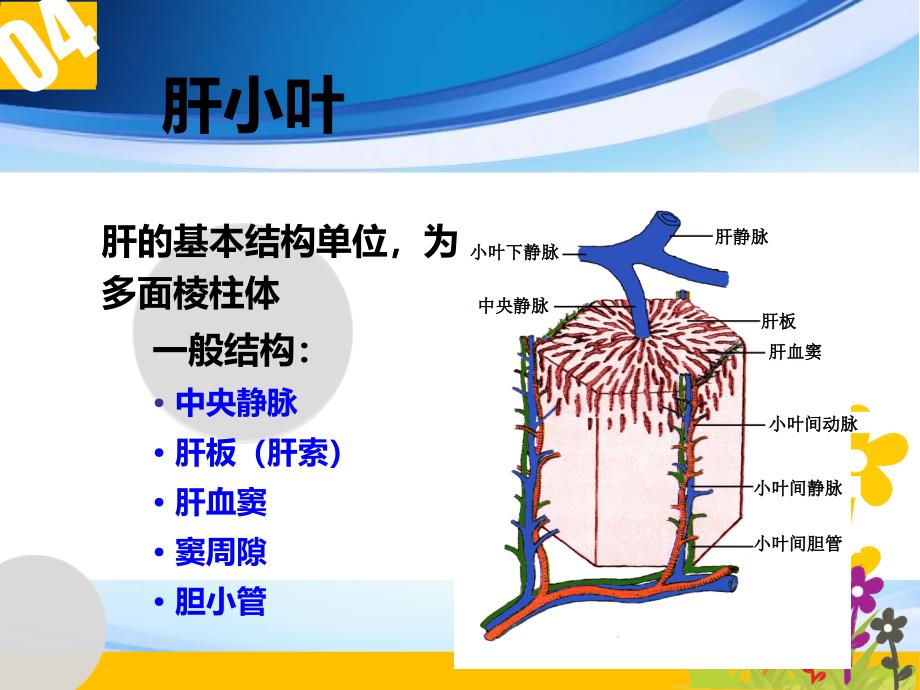 肝的组织结构和功能共38页_第4页