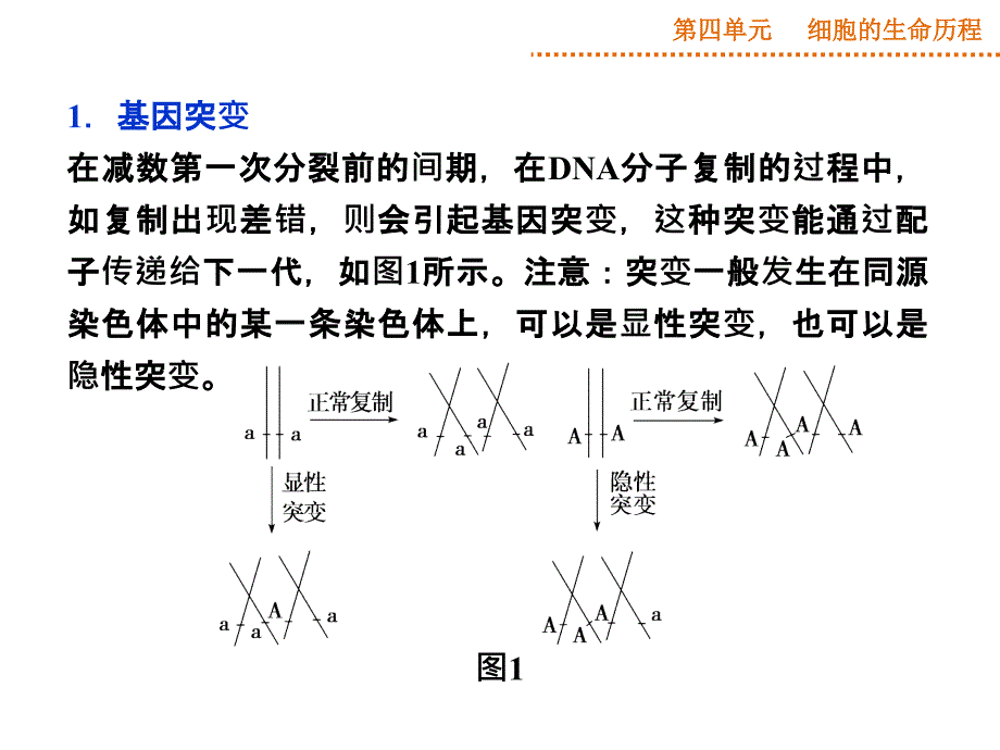 减数分裂中的异常行为讲课稿_第2页