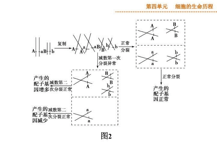 减数分裂中的异常行为讲课稿_第4页