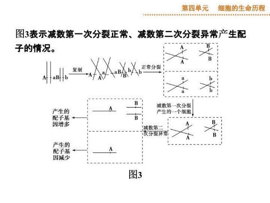 减数分裂中的异常行为讲课稿_第5页