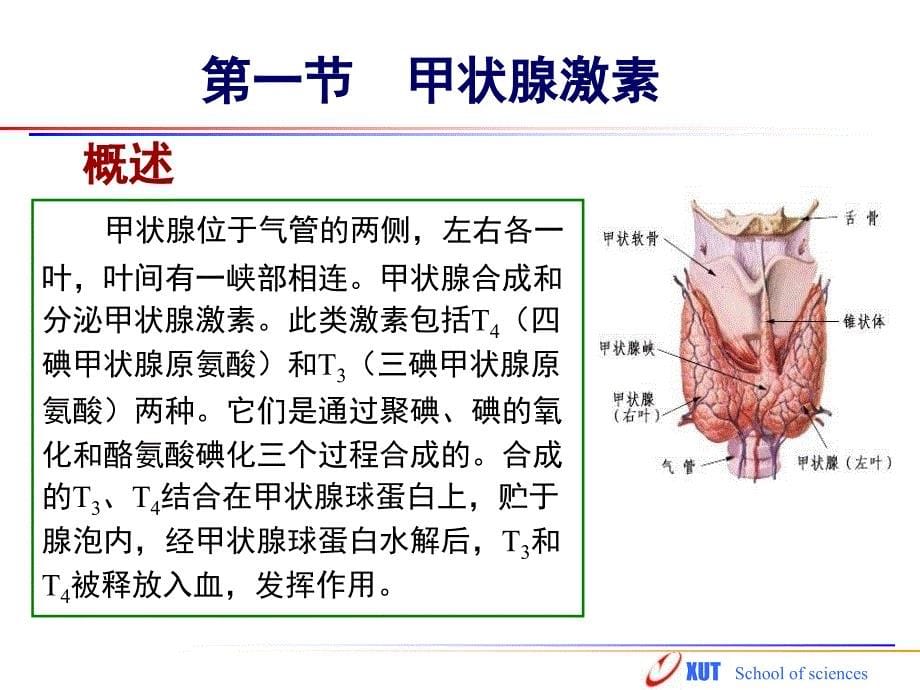 硫脲类抗甲状腺药_第5页