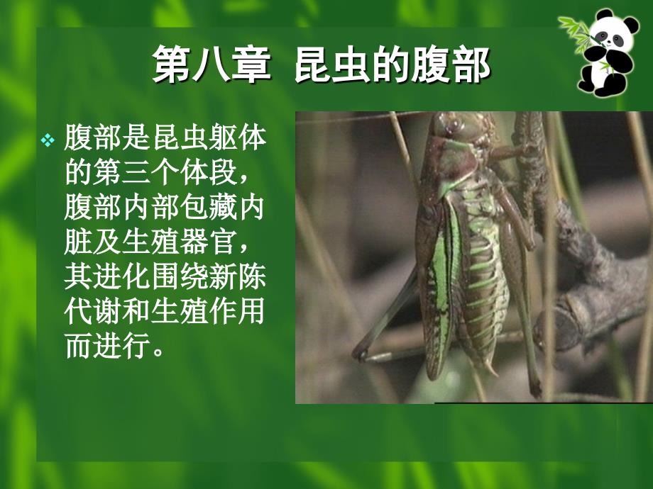 第二篇昆虫的外部形态第八章昆虫的腹部_第1页