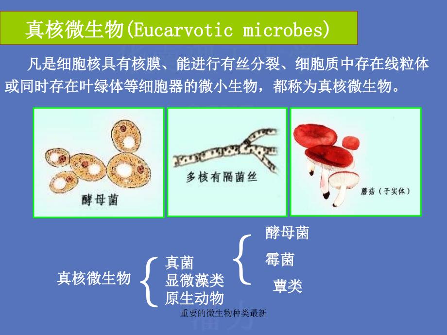 重要的微生物种类最新课件_第1页