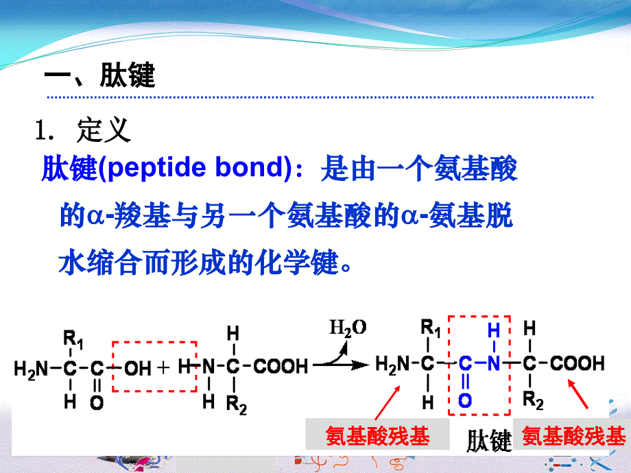 肽的结构和功能PPT课件_第2页