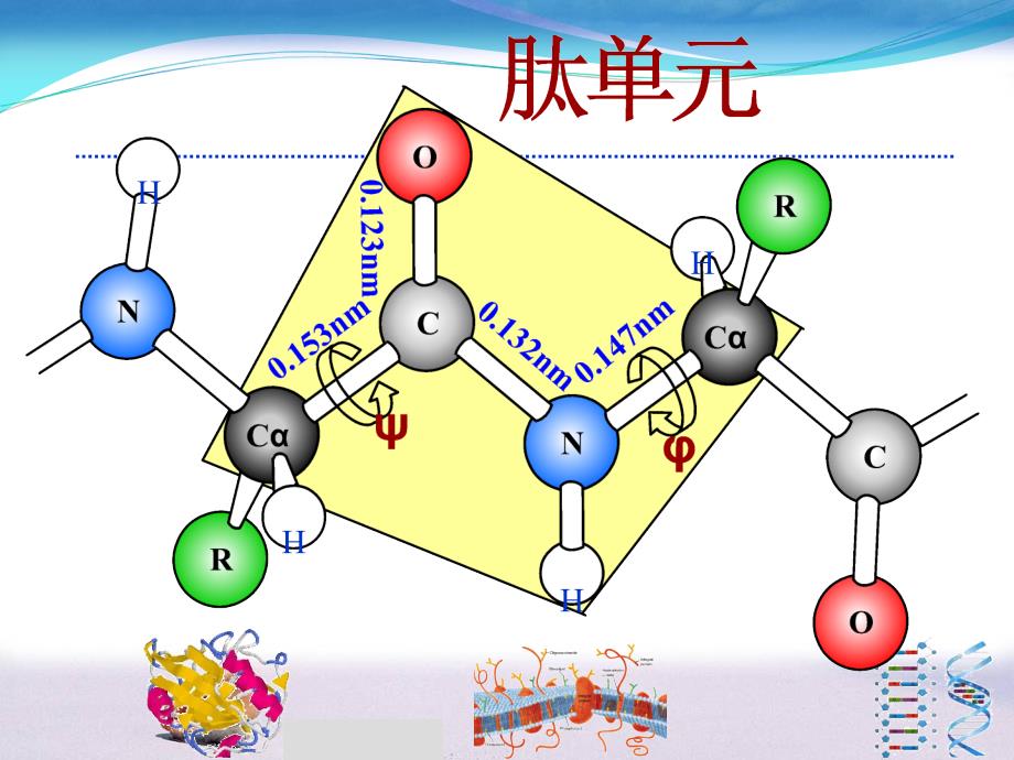 肽的结构和功能PPT课件_第4页