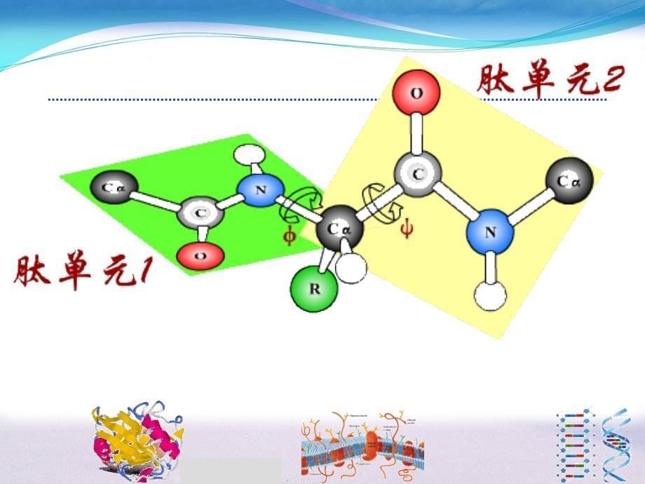 肽的结构和功能PPT课件_第5页