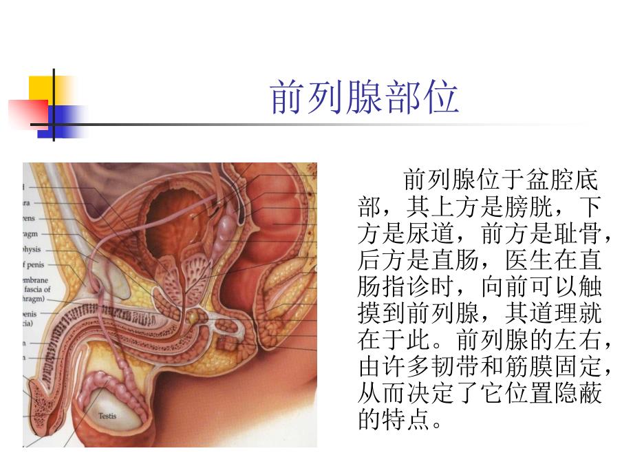 前列腺疾病的诊断和治疗_第2页