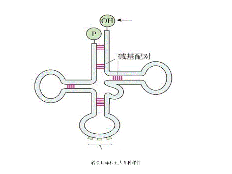 转录翻译和五大育种课件_第3页