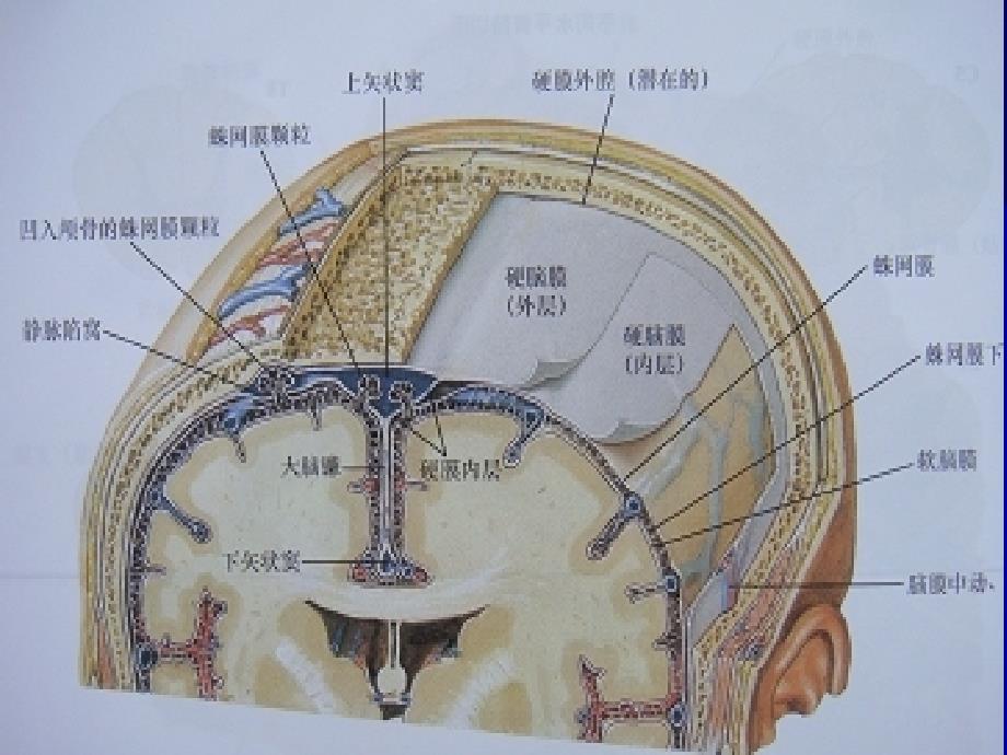 普及腹腔镜阑尾炎ppt课件_第4页