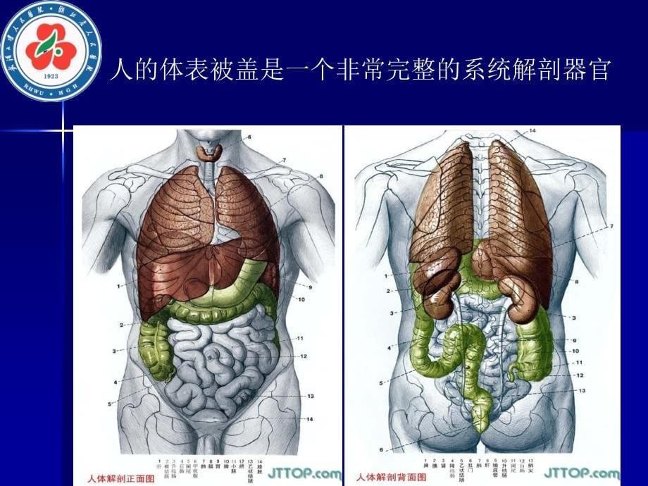 普及腹腔镜阑尾炎ppt课件_第5页