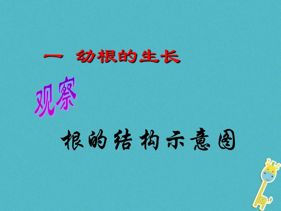 七年级生物上册 3.2.2 植株的生长4 （新版）新人教版_第2页