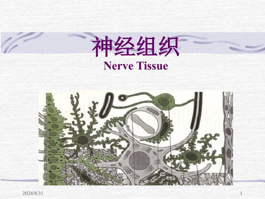 人体解剖学-神经组织_第1页