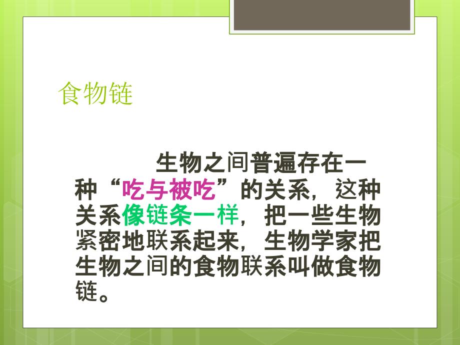 苏教版科学六年级下册有趣的食物链的课件_第4页