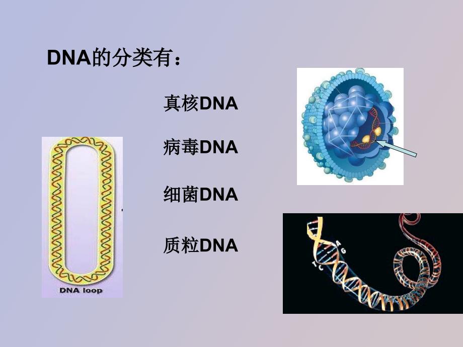 组织DNA的提取与纯化_第4页