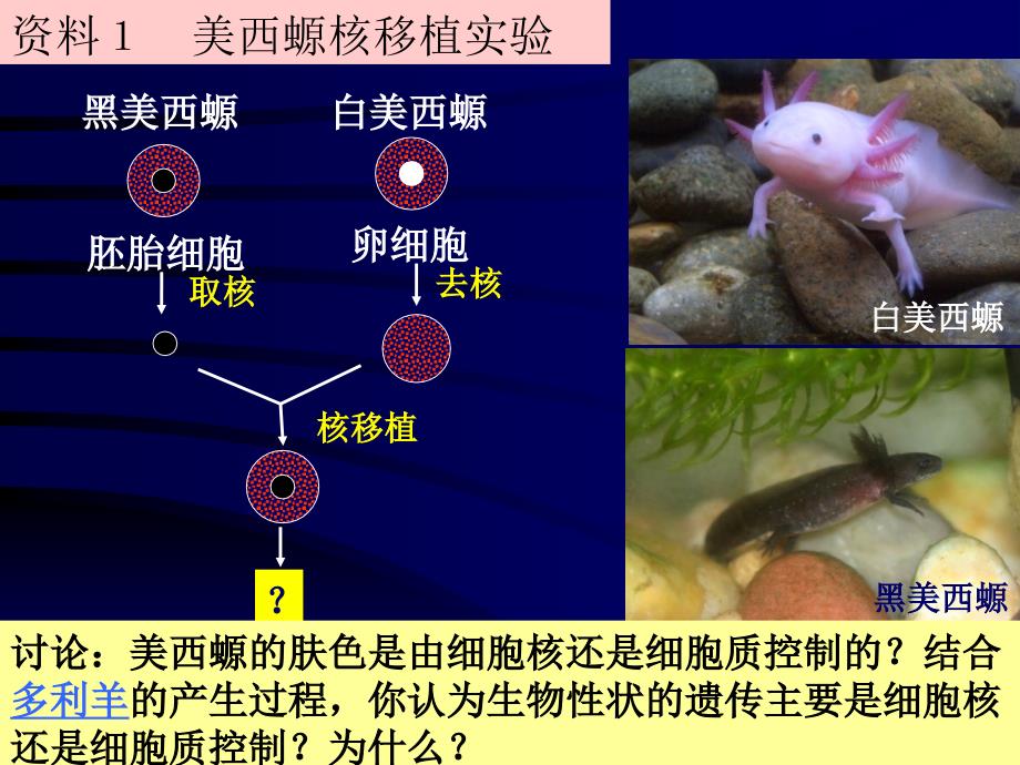 133细胞核系统的控制中心_第3页