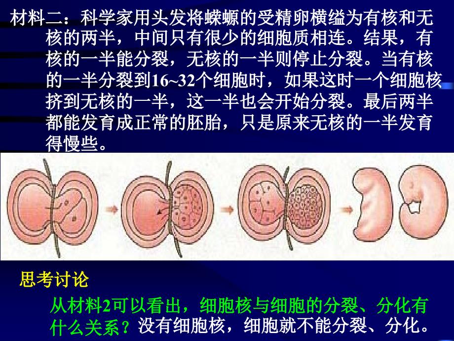 133细胞核系统的控制中心_第4页