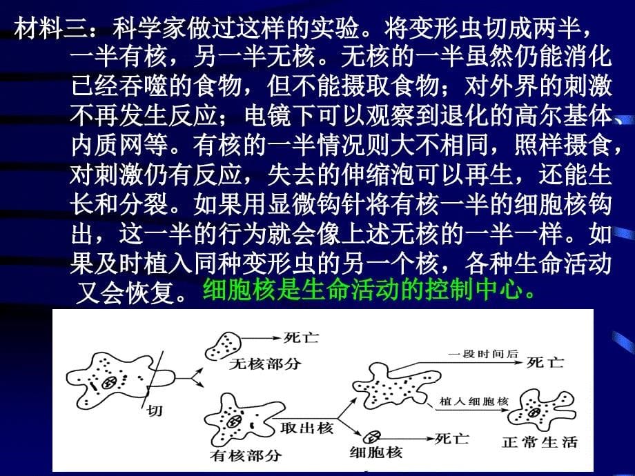 133细胞核系统的控制中心_第5页