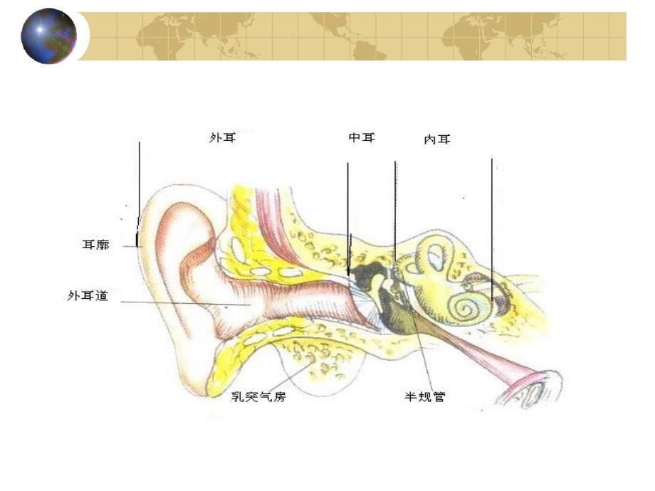 耳鼻咽喉头颈外科学05耳的应用解剖学和生理学_第3页