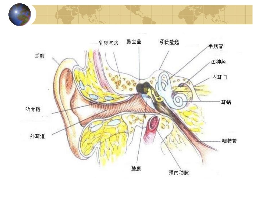 耳鼻咽喉头颈外科学05耳的应用解剖学和生理学_第4页