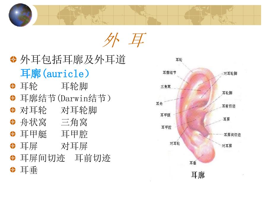 耳鼻咽喉头颈外科学05耳的应用解剖学和生理学_第5页