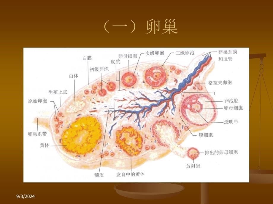 第二节母畜生殖器官_第5页