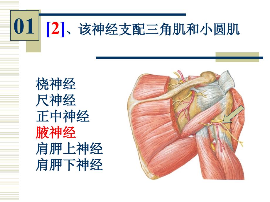 系统解剖学实验考试：系解实验 5-人体解剖教研室_第4页