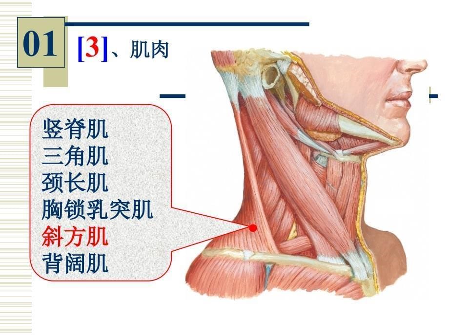 系统解剖学实验考试：系解实验 5-人体解剖教研室_第5页