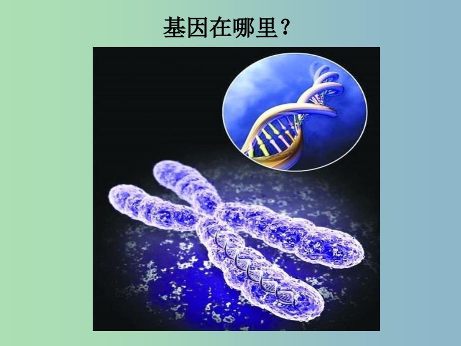 2019版高中生物2.2基因在染色体上课件.ppt_第1页