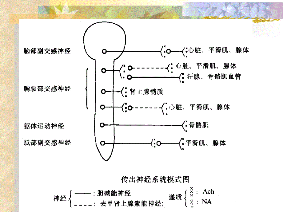 第三章外周神经系统药物药理_第4页