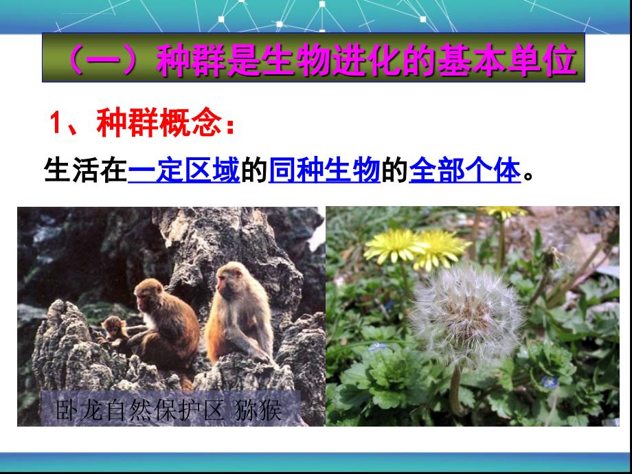 种群基因频率的改变与生物进化ppt课件_第3页