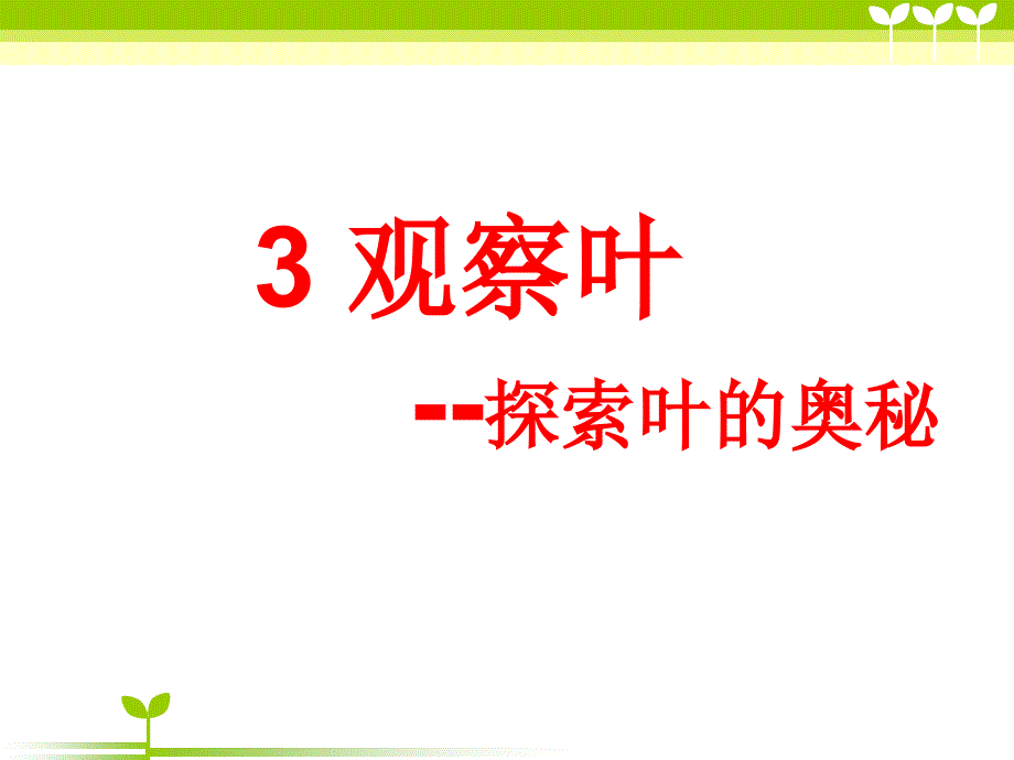 一年级上册科学课件1.3 观察叶3l 教科版 (共14张PPT)_第1页