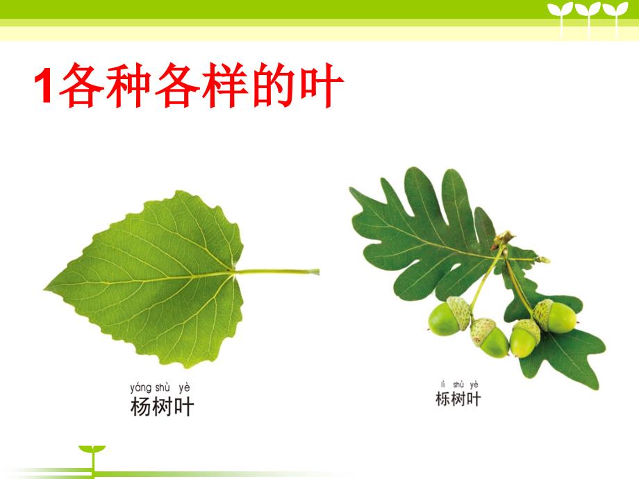 一年级上册科学课件1.3 观察叶3l 教科版 (共14张PPT)_第2页