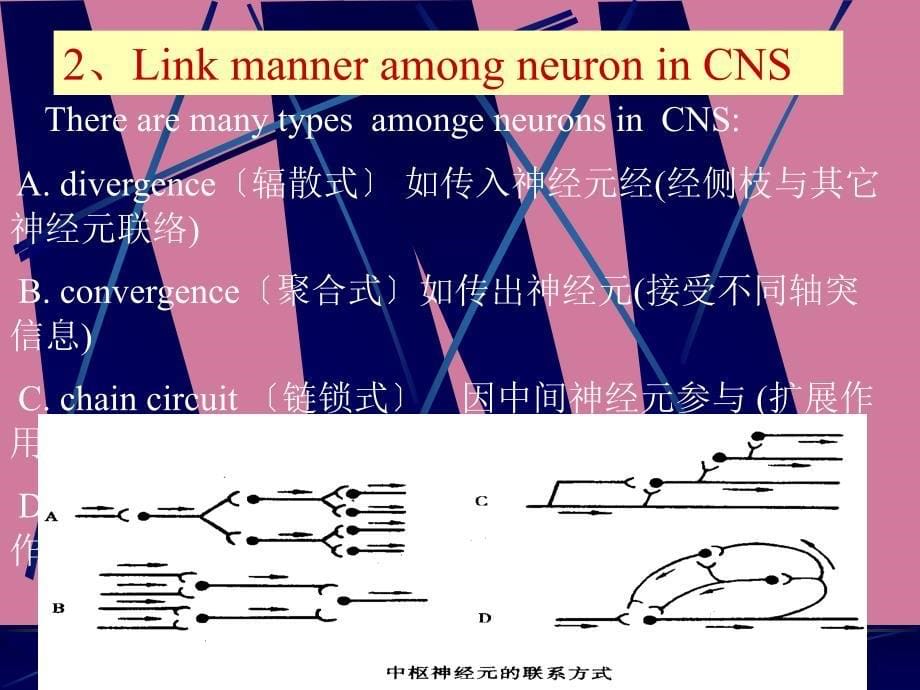神经系统英3ppt课件_第5页