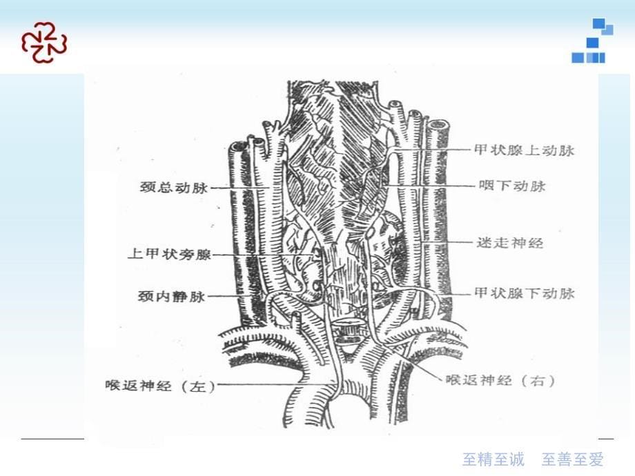 外科学课件：颈部疾病（Neck Diseases）_第5页