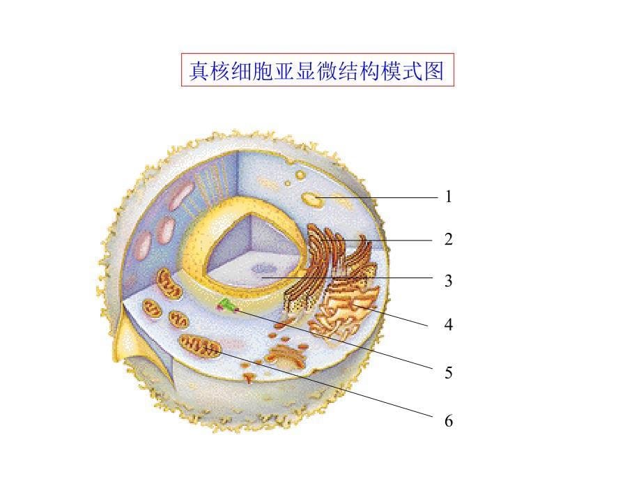 原核细胞与真核细胞教案_第5页