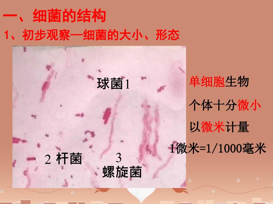 八年级生物上册 5.1.1 细菌课件 新版冀教版_第3页