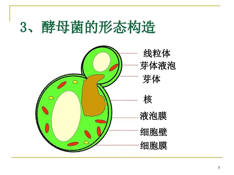 抗真菌抗病毒药PPT课件_第5页