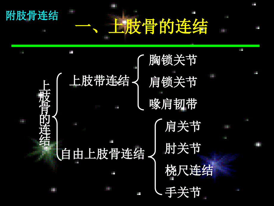 附肢骨连接PPT课件_第3页