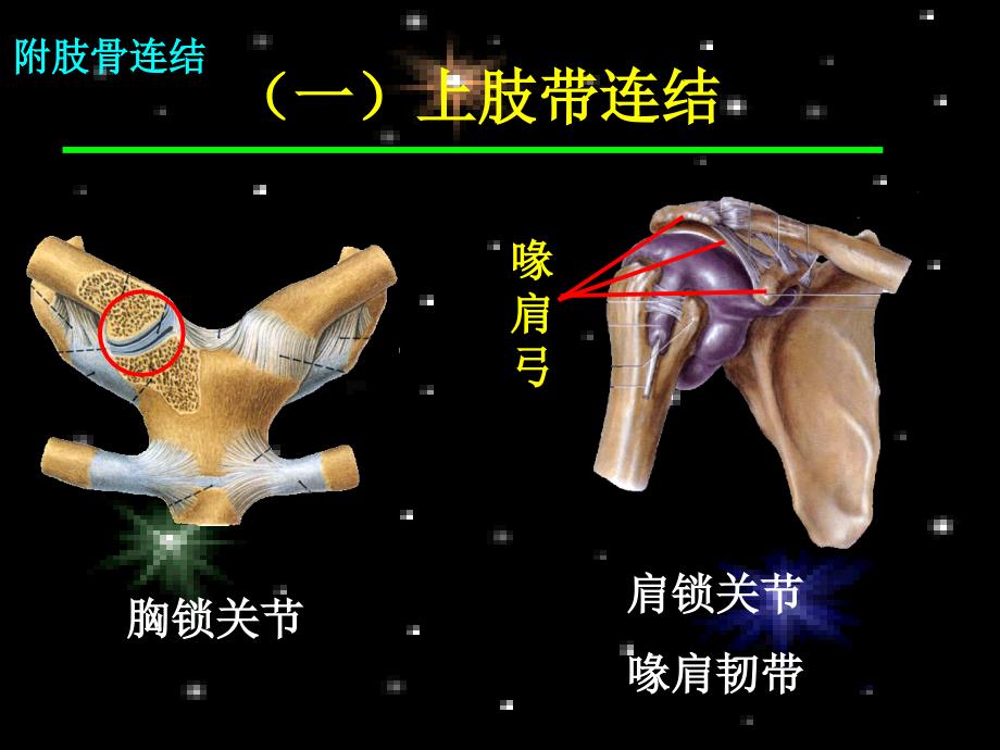 附肢骨连接PPT课件_第4页