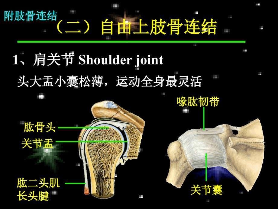 附肢骨连接PPT课件_第5页